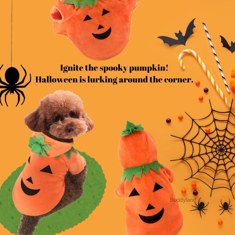 萬聖節南瓜衣服 pumpkin clothes (G001 c003)